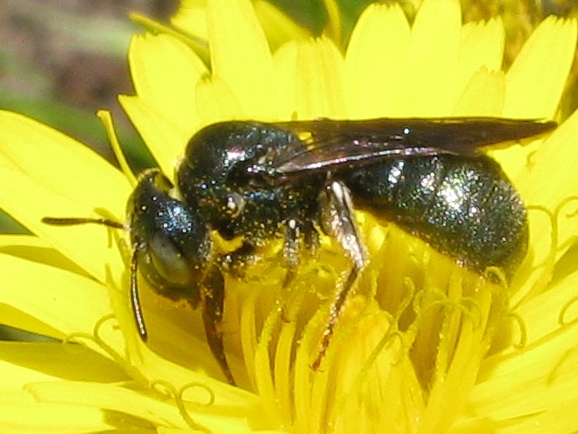 Ceratina sub genere Euceratina